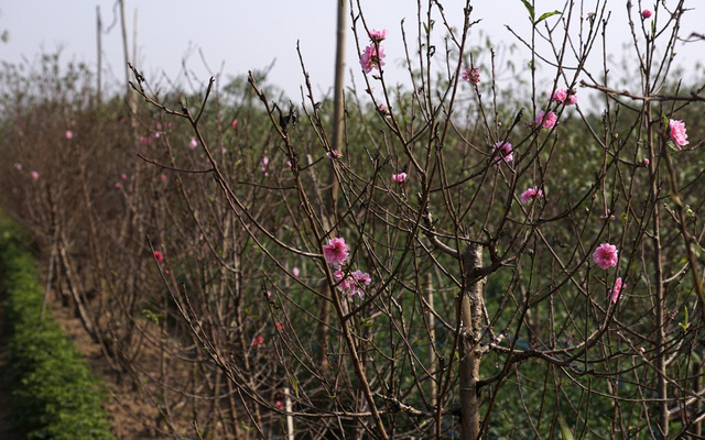 Hoa đào Tết Nhật Tân nở sớm